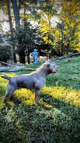 Perfect Example of an XL American Bully, Burleson's Prince Kuhio 🦏🦏🦍🦍 🐾🐾 We Don't Find Homes for new Dogs...We Match Perfect Homes for Perfect Pups 😊 www.Burlesonbullies.com 🐾🐾 #BurlesonBullies #GotTex #FckSloppy 