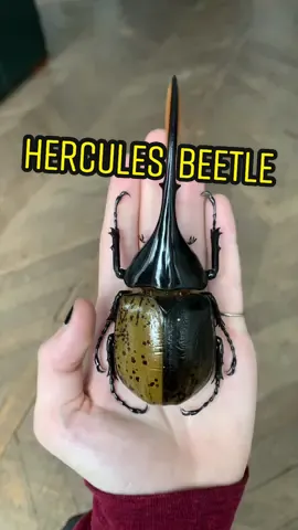 Largely considered the longest beetle in the world, Dynastes hercules is perhaps only second to some female titan beetles. This individual has two differently colored elytra for a reason i don’t quite understand, this is something I’ve seen on some Hercules beetles before. Stay tuned for this stunning specimen has a fascinating future ahead of him 😁 #bugtok #entomology #beetle #nature #acnh #specialinterest 