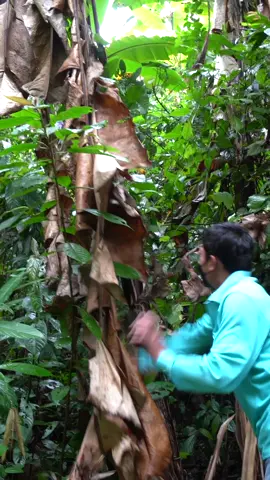 🇹🇭 Eating a BANANA TREE in Thailand 🍌 Chiang Mai Food in the Jungle