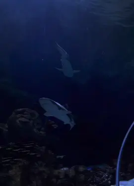 #فقيه اكواريوم # جده #CapCut