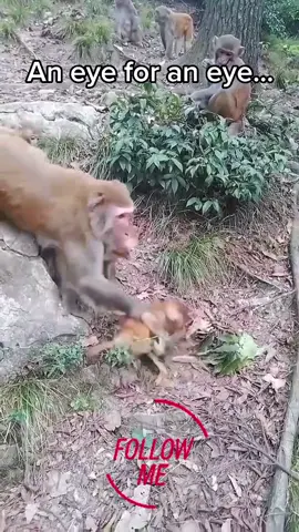Monkey drama #fyp #foryou #animalsoftiktok #FlexEveryAngle #animalkingdom #wildlife #nature #monkey #baby #fight 