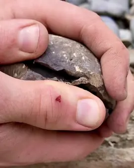 Here’s an Dactylioceras tenuicostatum nodule we opened up! 😍🤯 These ammonites are amongst our favourite to open up! 🏝 If you’d like an ammonite rock to crack open, please message us directly @yorkshire.fossils or visit our website yorkshirefossils.NET (link in bio) 🦕 For more videos, check out our YouTube channel Yorkshire Fossils 🏝 Thanks for supporting our page! 🐊 #fyp #natural #nature #fossil #fossils #ancient #animals #art #ammonite #ammonites #dinosaur #scientist  #minerals #paleontology #whitby #geologist #dorset #geology #charmouth #jurassic #yorkshire