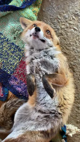 that grin when she hears the daily 'hey'.😏 #kikithefox #kikifoxfamily 