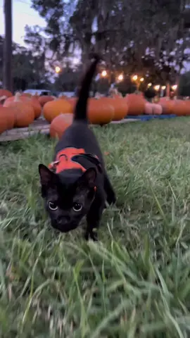 A spooky creature was haunting the pumpkin patch. He walked a fair distance as he tried to scare the visitors. #cattok #blackcats #blackcatsoftiktok #catonaleash #tiktokpet 
