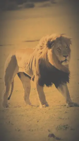 طلعوه أكسبلور 🥀🙏#لايك #متابعة #سوريا_تركيا_العراق_السعودية_الكويت 