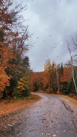They are coming down 🥹🥹🥹🥺🥺 #fall2022 #fyp #falldrive #rainyweather #fall #fallaesthetic #fallfoilage 