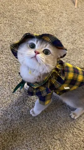 Ngaoo 🥺🥺 #cats #meoxinh #xuhuong #foryou #fyb #fybシ #thucung #yeudongvat #meow 