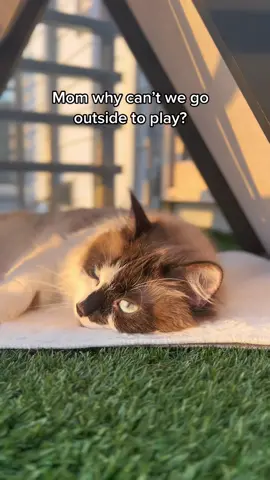 Please keep your cats indoors 💔 #fyp #foryou #foryoupage 