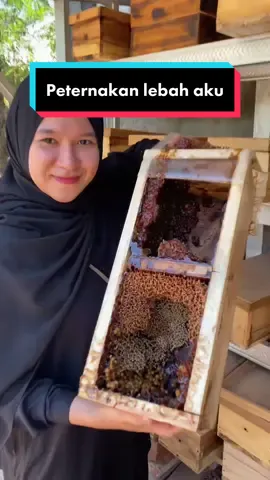 Cicip madu di peternakan lebah #fyp #foryou #lebah #madu 