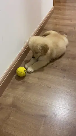 Brincando de bolinha pela primeira vez #golden #goldenretriever #goldenretrieverpuppy #goldenretrievers #chachorro #dog #dogs 