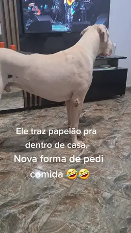#meudogalemão #FYP🌷🌷 #meusdogs #foryoupage 