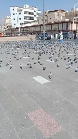 মদিনার কবুতর,, অন্য আরেক দিন সবাইকে জানাতুল বাকি দেখাবো,, ## সৌদি আরব প্রবাসি ##