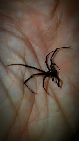 Black widow spiders the most venomous spider found in the United States infest my house #venomshop #spiders #creepycrawly #bugs #blackwidow #animals #venomous #LearnOnTikTok #zoo 