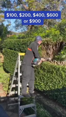 How much would you charge?  Reduction of hedges like this stimulates growth and is very healthy. #fyp #foryou #nathanslawnsandgardens #hedge #gardening #construction #styletips #CleanTok  