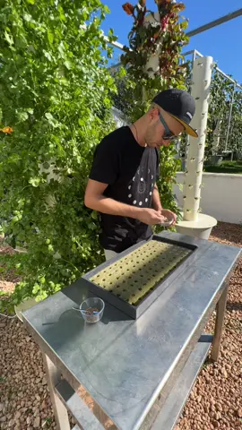Propagation process of cilantro when growing on an aeroponic tower #cilantro #coriander #seedlings #propagation #germination #seeds #verticalfarming #aeroponics #towergarden #hydroponics