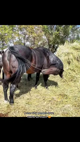 Just love this mare 😍 #horse #horses #animal #animals #kansas #gwsappaloosas #DidYouYawn #bayroan #roan #roanhorse #mare #broodmare #beautiful #horsesontiktok #horsesoftiktok #ranchhorse #bay #thick 