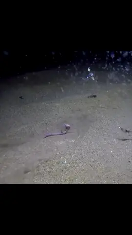 What kind of fish it is? A hidden fish that I didn't even notice！#fishing #underwater #Outdoors 