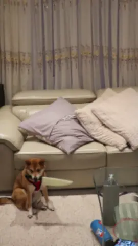 nothing to worr- #shibaarmy #foryou #cute #dogs #fyp #dogsoftiktok #doglover #foryoupage #cutedogs #pets #meme #fypシ #dog 