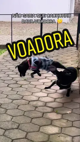 Fui apresentar Lilith e Black, e ela… SE EMPOLGOU UM POUCO 🤣 Black passa bem! KKKKKKKK #ostrezegatinhos #capoeira #cachorros #cachorroengracado #doguinhos #virala #fyp #foryoupage #viral #humor #pet #dogs #cachorrosdotiktok 