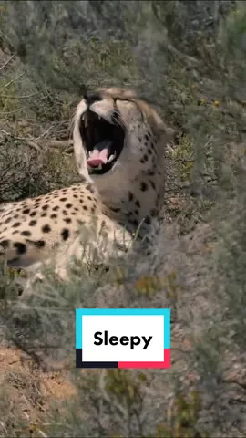 Weekend vibes 🐆 #cheetah #sleepy #sleep #weekend #itstheweekend #chill #relax #funny #meme #animals #fyp #foryou 