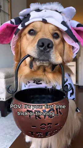 Not the experience I was expecting. #fyp #foryoupage #dogsoftiktok 