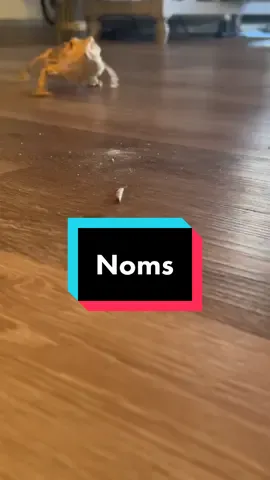 Come and get it #beardeddragon #beardeddragonsoftiktok #beardiesoftiktok #beardies #beardieowner #beardiemom #beardiedad #beardeddragons #beardedoutlawz #beardielife #beardietok  #funny #comedy #pet #dragons #cute #cutepets #PetsOfTikTok #funnypetsoftiktok #exoticpetsoftiktok #bosombeardies #chuckathug #beesie #viralvideos #foryoupage #tiktok #fyp #followme #lizardsoftiktok 