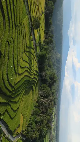 Rice Terrace 🌾🌾 #drone #dronevideo #mavic #fyp #mavicair2 #sawah #padi #nature #landscape #dji #djiindonesia 
