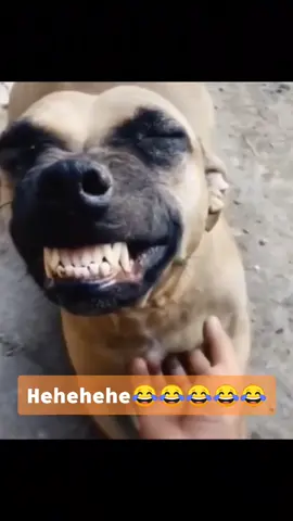 Hehehehe😂#DidYouYawn #dog #dogsoftiktok 