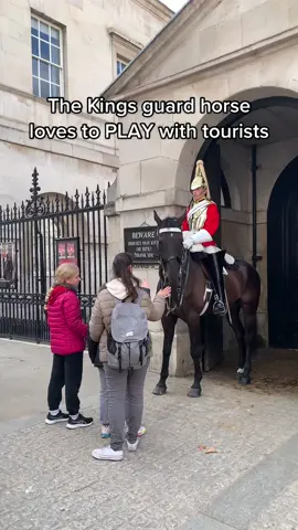 The Kings guard horse loves to PLAY with tourists.  #changingoftheguards #horseguardsparade #kingsguard 