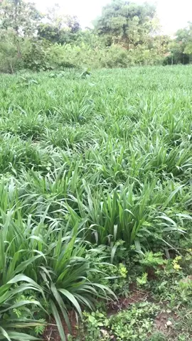 Rumput odot#pakan ternak#Petani milenial#PUNDEN_FARM 