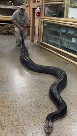 Look how beautiful this big reticulated python is in all black 😱😍 #black #reticulatedpython #giant #snake 