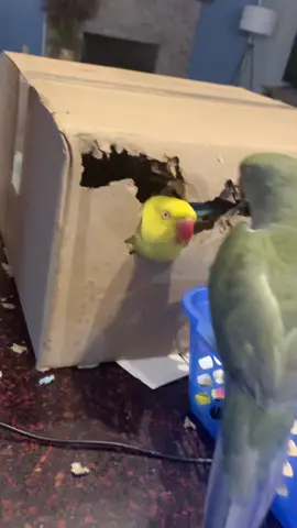 The saga continues 🐦🐤 #DidYouYawn #birdsoftiktok #fyp #foryoupage 