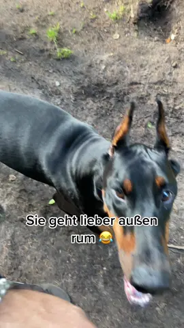 #dog #dogs 