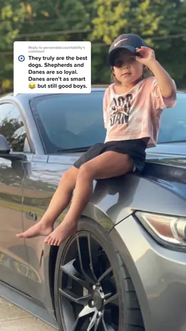 Replying to @personalaccountability I will say owning a GSD has turned my Dane into an amazing dog. He has a gsd mentality but Great Dane body. Gentle Giant with his kids but is bout it when needed. #greatdanesoftiktok#greatdane#dogsoftiktok#fyp 