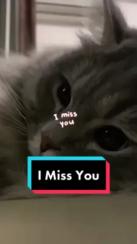 Do you miss anyone? please @  them and say i miss you #cat #catsoftiktok #cutepetshow #cats #cute #pet #pets #puppy #puppytiktok #animals #petlover #funny #cutepetshow #petoftiktok #CapCut #fun #fyp #foryou #viral #tiktok