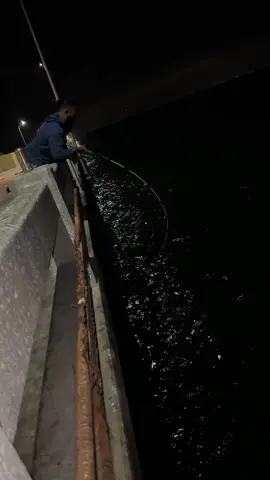 Shaine with the poon #skywaymisfits #fisherman #fishingtime #xyzbca #xyzbca #fyp #fishing #skywayfishingpier #fishtok #foryoupage #tarpon #skywaybridge #gamakatushooks #shimano #tarponfishing #barblesshooks #skywayfishing #seagaurflourocarbon #reefandreel #oldsalts #tampabay #stpetersburg #florida 