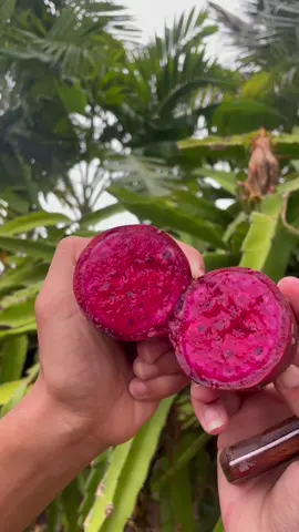 Have you tried prickly pear? 🍐 🌵   Also known as tuna pear or cactus pear It has a beautiful vibrant red color ♦️  The flavor is bursting with sweetness and the flesh is soft and juicy with crunchy edible seeds 🤤  Prickly Pear is native to Tropical America  ♦️It’s ready and ripe when the color transitions to a deep red ♦️✨  #pricklypear #pricklypearcactus #cactuspear #exotic #fruit #exoticfruit #fruittok #fyp #nature #healthy #antioxidants #vitamin 