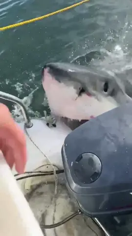 So big shark. #shark#sharks#sharke#shark?#sea#ocean#fish#marinelife#foryoupage#fyp#foryou