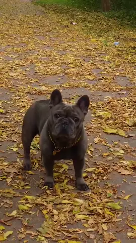 Fall breeze and autumn leaves #fyp #foryou #drone #dronephotography #frenchie #beauty #fall #toronto 
