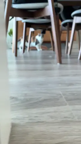 Full contact peekaboo anyone? 😹😹😹 #funnycat #crazycat #catsurprise #peekaboo #catattack #catmom #catmomlife #canadiancat #catfacts #canadiancatmom #catinfluencer #petinfluencer #petmomlife 