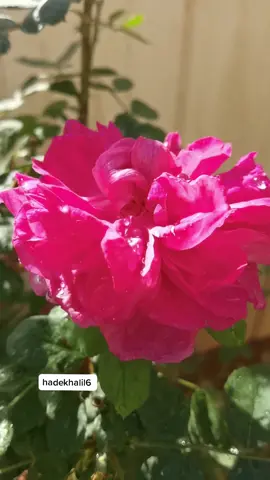 يسعد اوقاتكم حبايبي 🌹تصويري 📷