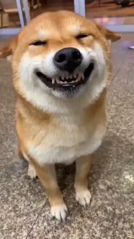 Ia ketawa begitu gembira#happy #silly #dog 