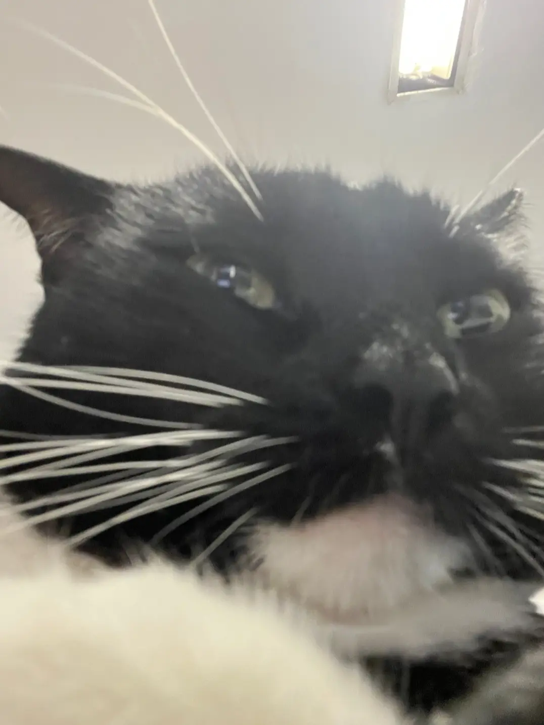weird ass #cat   