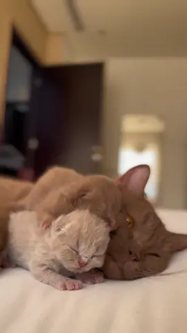 ماشاءالله تبارك الرحمن😍🥰🥰#fypシ #fyp #foryou #foryoupage #viral 