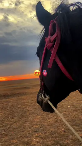 🐎🫀 #рек #рекомендации #лошадь #жылқы #көкпар #бәйге 