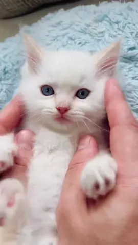 peekaboo my eyes are blue! 😻💙 ——— #ragdoll #cats #ragdollcat #cat #catsofinstagram #ragdollsofinstagram #ragdollkitten #kitten #ragdollworld #catstagram #of #catlife #ragdolllovers #catlover #instagram #catlovers #kittens #ragdollcats #ragdolls #meow #instacat #catoftheday #kittensofinstagram #ragdolllove #ragdollcatsofinstagram #cute #kitty #blueeyes #world #ragdollkitty
