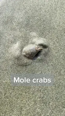 MOLE CRABBBSSSS 🤓 #molecrab #sandcrab #crab #beachcombing #fyp #foryou #fypシ 