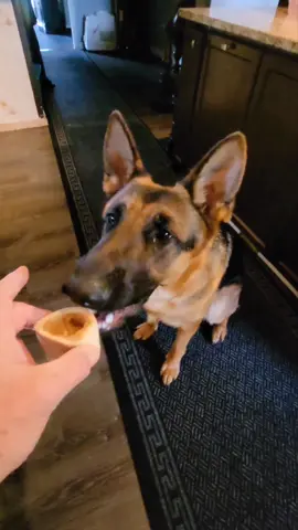 Pal go find your bone.                   #fyp #foryou #germanshepherd #foryoupage #animals #pet 