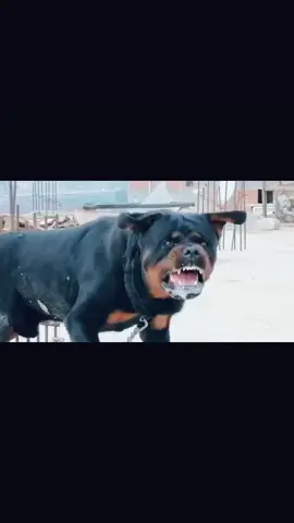 #routweiler 👑 #agressif 💥💥   اسمع الشخرة 💥☠☠