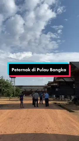 Lihat peternakan di pulau bangkaa.. Bersih bersih kandangnyaaa…  ga kecium bau, kotoran rutin diangkutt. Mantul #ayam #peternakanayam #ayamkampung #kandangayam #fypage #fypシ #fypシ゚viral #petelur 